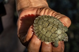 Isolated Female Burmese Roofed Turtle Surprises Conservationists by Laying Fertile Eggs